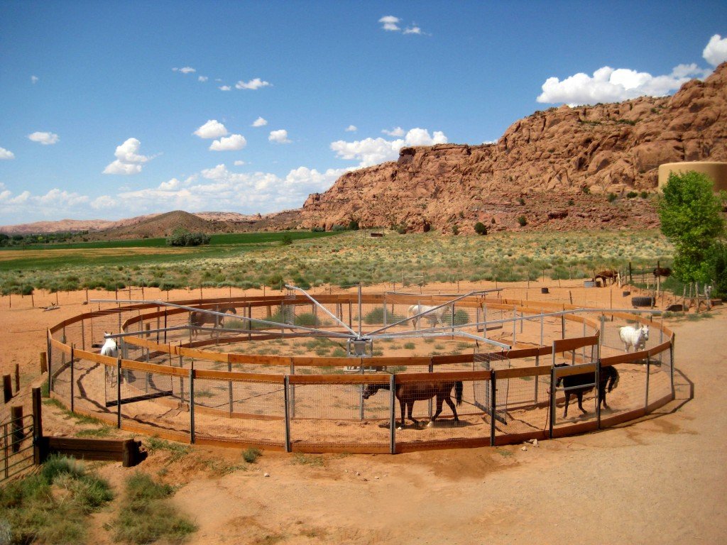 Endurance-Horse-Exerciser