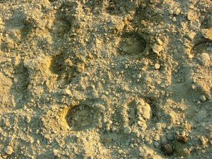 Horse Exerciser Footing