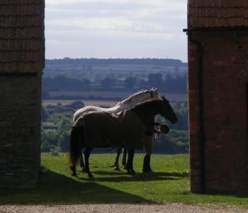 Horses